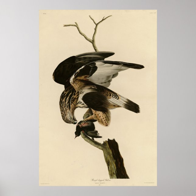 Póster Halcón de piernas duras de aves auduónicas de Amér (Frente)