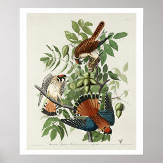 Póster Halcón de resaca estadounidense por Poster Audubon
