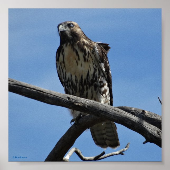 Póster Halcón de Swainson B54 (Frente)