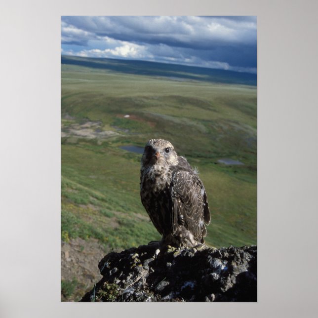 Póster halcón gerifalte, Falco rusticolus, juvenil (Frente)