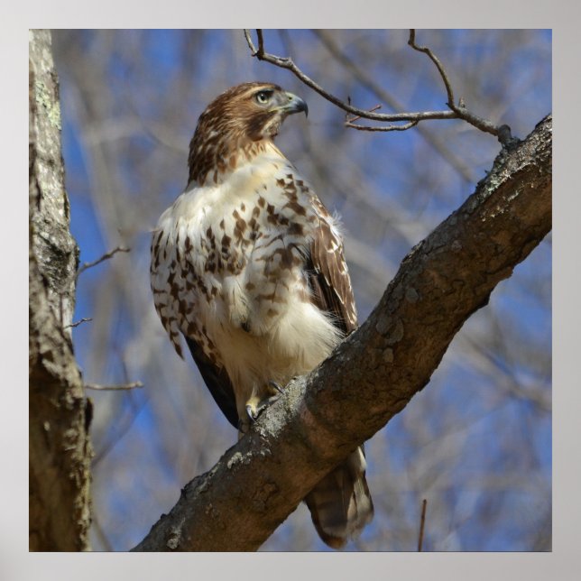 Póster Halcón majestuoso (Frente)