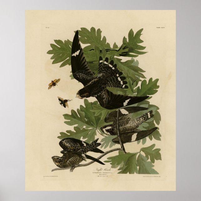 Póster Halcón nocturno - Los pájaros de América de John J (Frente)