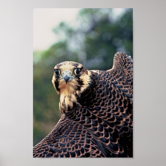 Póster Halcón Peregrino (Frente)