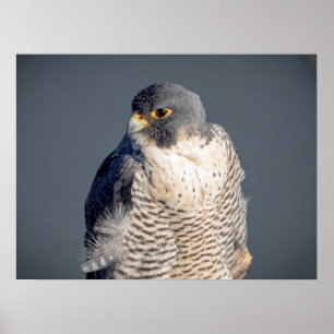 Póster Halcón Peregrino 24x18 a lo largo del río Hudson
