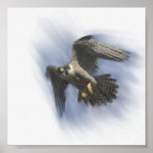 Póster Halcón Peregrino en vuelo