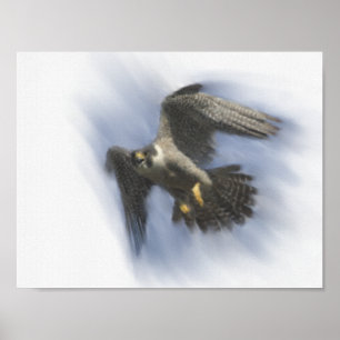 Póster Halcón Peregrino en Vuelo