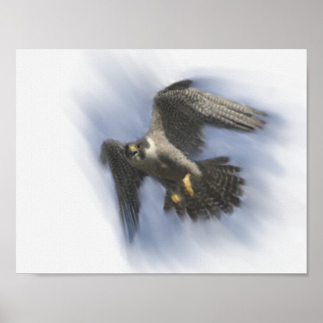 Póster Halcón Peregrino en Vuelo (Frente)