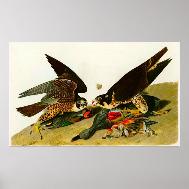 Póster Halcón peregrino John James Audubon 1838 (Frente)