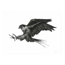 Halcon Peregrino Pluma y Tinta Negra Blanca