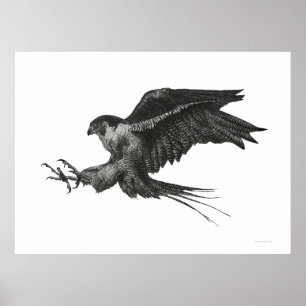 Póster Halcon Peregrino Pluma y Tinta Negra Blanca