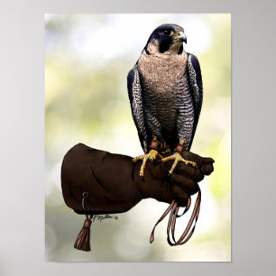 Póster Halcón peregrino sobre guante