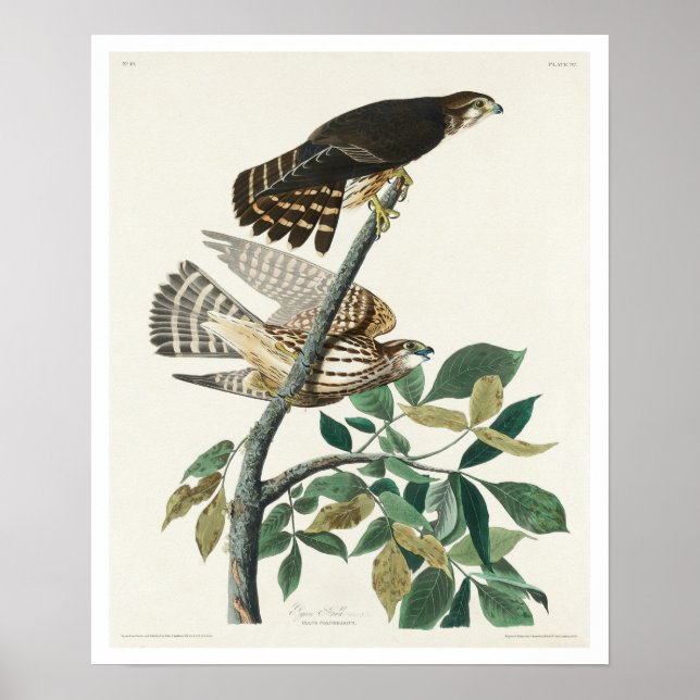 Póster Halcón pichón por Poster Audubon (Frente)