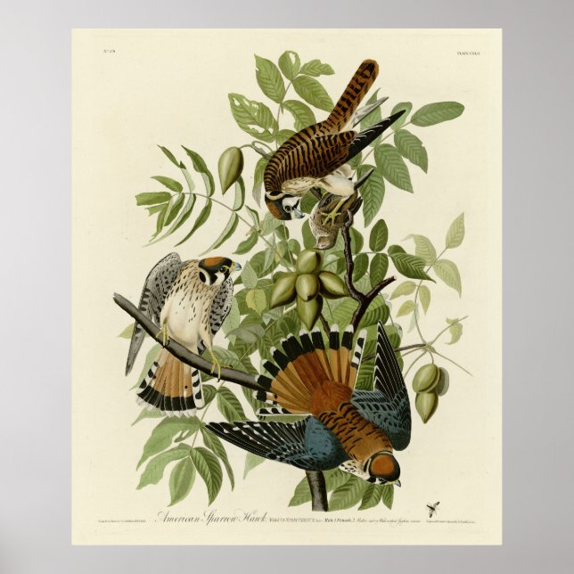 Póster Halcón resplandeciente americano - Los pájaros de  (Frente)