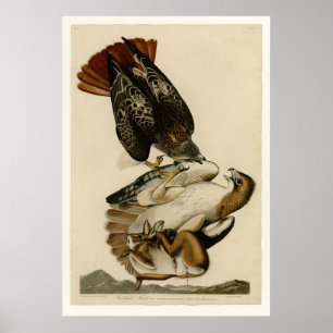 Póster halcón Rojo-atado