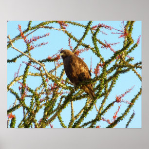 Póster Halcón rojo inmaduro en Ocotillo Bush