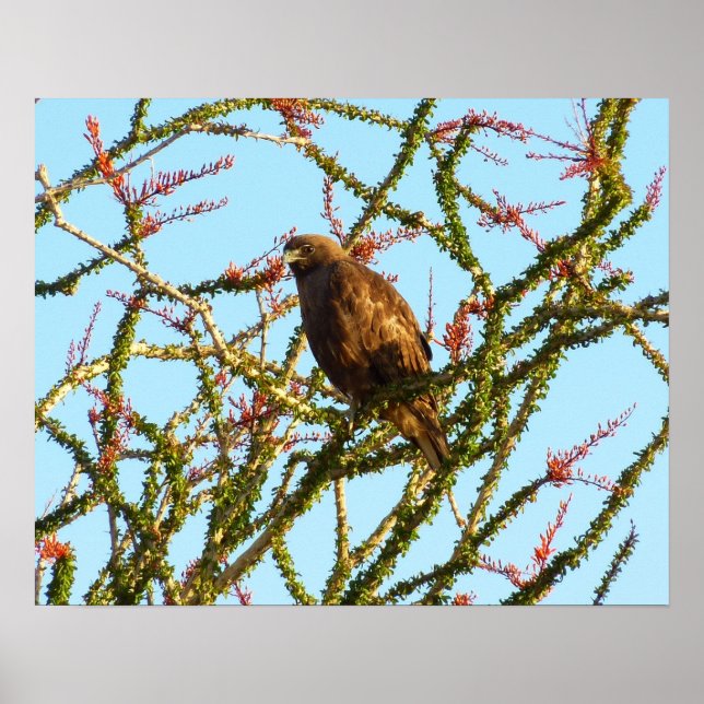 Póster Halcón rojo inmaduro en Ocotillo Bush (Frente)