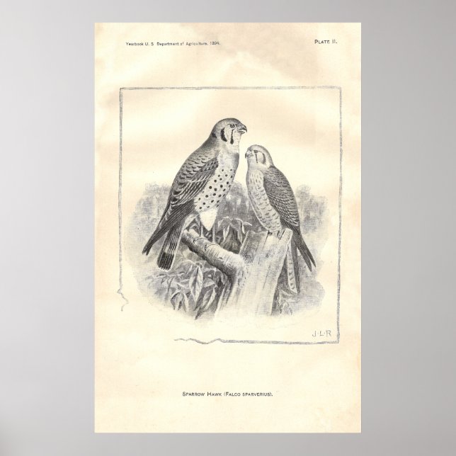 Póster Halcones de espárrago blanco y negro (Frente)