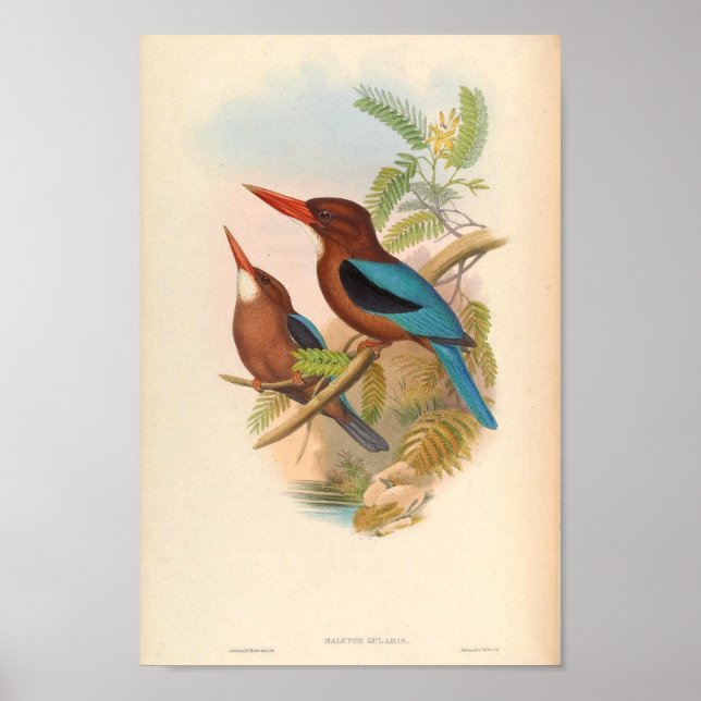 Póster Halcyon Cularis Kingfisher Vintage Birds (Frente)