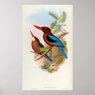 Póster Halcyon Gularis (Kingfisher de garganta blanca)