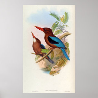 Póster Halcyon Gularis (Kingfisher de garganta blanca)