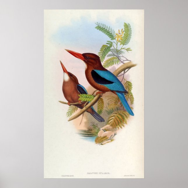 Póster Halcyon Gularis (Kingfisher de garganta blanca) (Frente)
