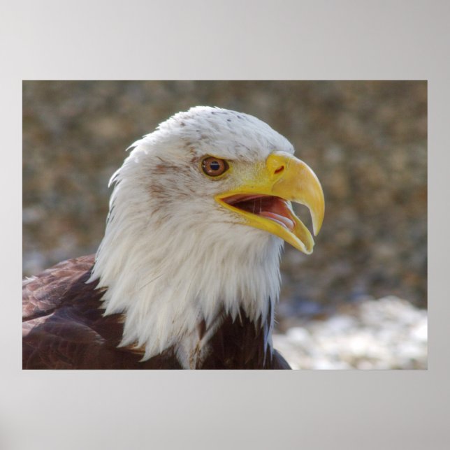 Póster Haliaeetus leucocephalus (Frente)