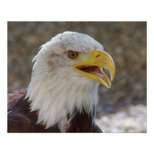 Póster Haliaetus leucocephalus