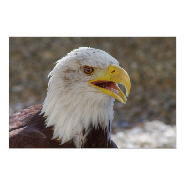 Póster Haliaetus leucocephalus (Anverso)