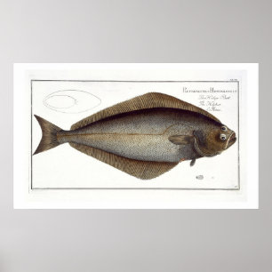Póster Halibut (Pleuronectas Hippoglossus) placa XLVII pa