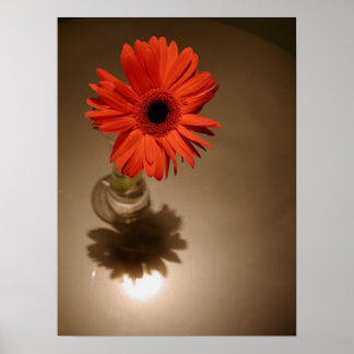 Póster Halo Daisy