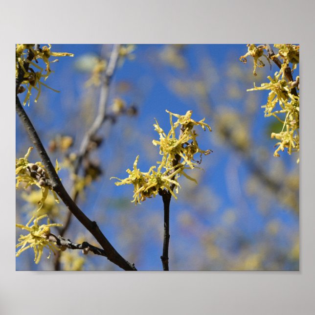 Póster Hamamelis en flor (Frente)
