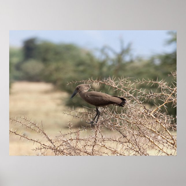 Póster Hamerkop en Thorns - Poster africano de aves (Frente)