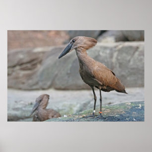 Póster Hamerkop (Scopus umbretta)
