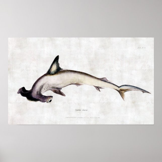 Póster Hammerhead Shark (Frente)