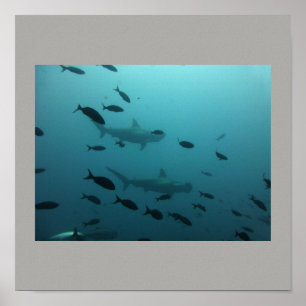 Póster Hammerhead Shark Fish Swim Gray Guy Gal