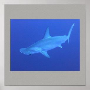 Póster Hammerhead Shark Fish Swim Gray Guy Gal
