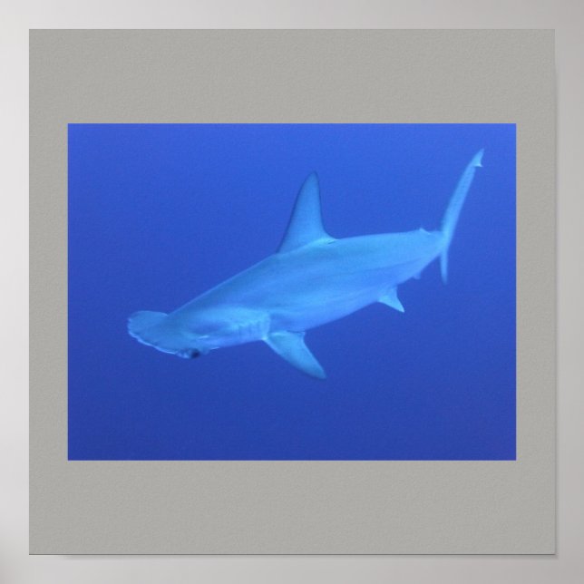 Póster Hammerhead Shark Fish Swim Gray Guy Gal (Frente)