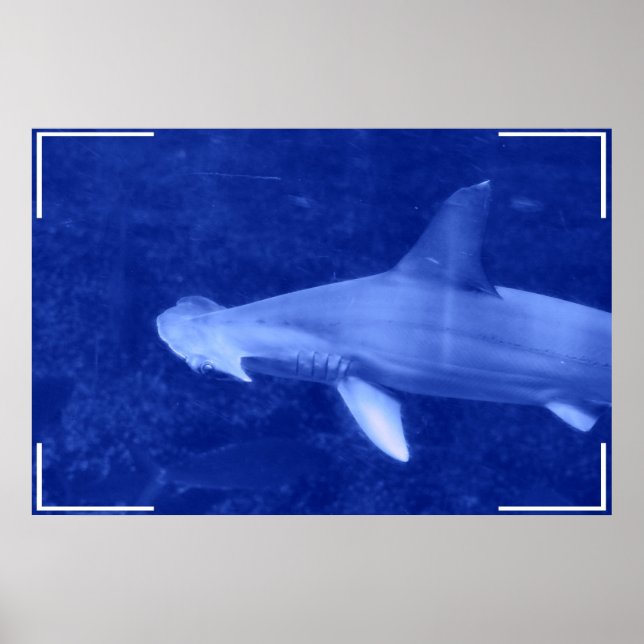 Póster Hammerhead Shark Poster (Frente)