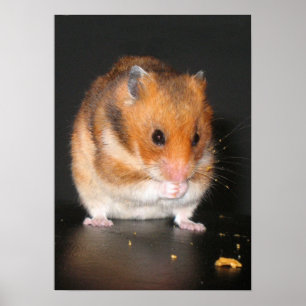 Póster Hamster poster