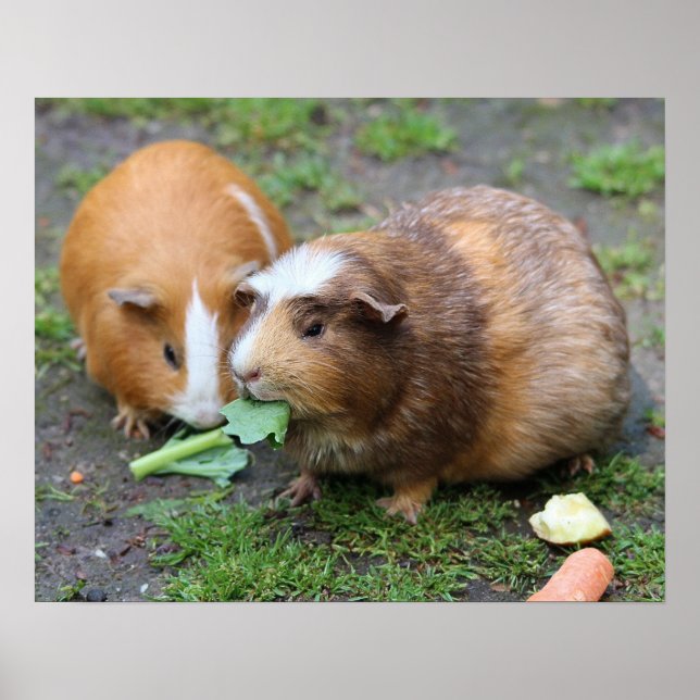 Póster Hamsters (Frente)