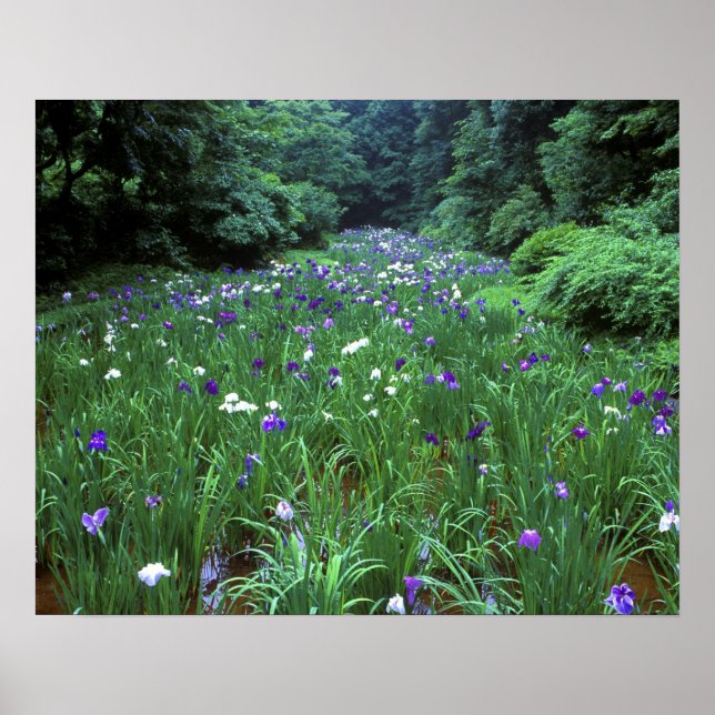 Póster Hana Shobu (Iris japonés del agua), santuario Meij (Frente)