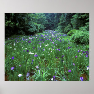 Póster Hana Shobu (Iris Japonesa de Agua), Santuario Meij