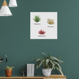 Póster Hand Drawn Cladophora, Ectocarpus Seaweed