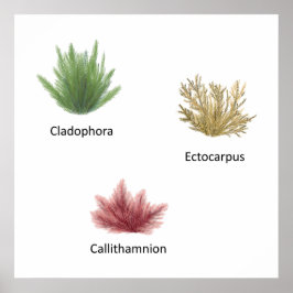 Póster Hand Drawn Cladophora, Ectocarpus Seaweed