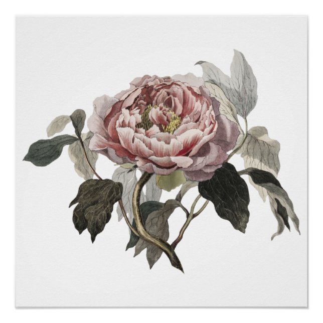 Póster Hand drawn pink cabbage rose (Anverso)