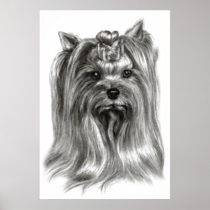 Póster Hand Drawn Yorkshire Terrier