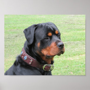Póster Handsome Rottweiler