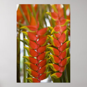 Póster Hanging Heliconia, Frutas del Martes semanal &