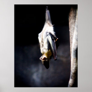 Póster Hanging out