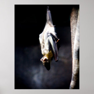 Póster Hanging out